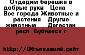 Отдадим барашка в добрые руки › Цена ­ 1 - Все города Животные и растения » Другие животные   . Дагестан респ.,Буйнакск г.